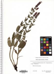 Salvia nemorosa subsp. pseudosylvestris (Stapf) Bornm., Eastern Europe, Middle Volga region (E8) (Russia)