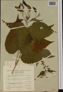 Lunaria rediviva L., Western Europe (EUR) (Czech Republic)