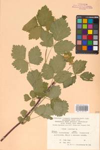 Rubus caesius L., Eastern Europe, Central forest-and-steppe region (E6) (Russia)