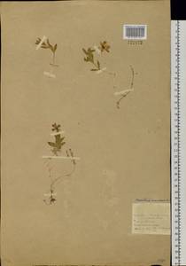 Dichodon maximum (L.) Á. Löve & D. Löve, Siberia, Baikal & Transbaikal region (S4) (Russia)