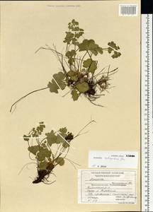 Alchemilla retropilosa Juz., Siberia, Central Siberia (S3) (Russia)
