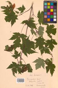 Acer tschonoskii Maxim., Siberia, Russian Far East (S6) (Russia)