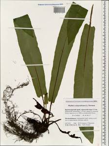 Asplenium scolopendrium subsp. scolopendrium, Caucasus, Krasnodar Krai & Adygea (K1a) (Russia)