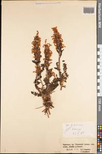 Pedicularis violascens Schrenk ex Fisch. & C.A. Mey., Middle Asia, Western Tian Shan & Karatau (M3) (Kyrgyzstan)