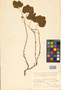 Rubus chamaemorus L., Eastern Europe, Northern region (E1) (Russia)