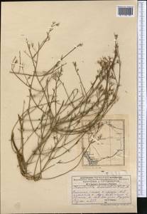 Chondrilla brevirostris Fisch. & C. A. Mey., Middle Asia, Caspian Ustyurt & Northern Aralia (M8) (Kazakhstan)