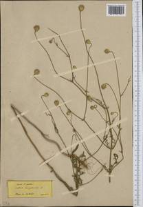 Cephalaria transsylvanica (L.) Schrad. ex Roem. & Schult., Western Europe (EUR) (Bulgaria)