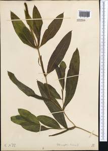 Potamogeton lucens L., Middle Asia, Northern & Central Kazakhstan (M10) (Kazakhstan)