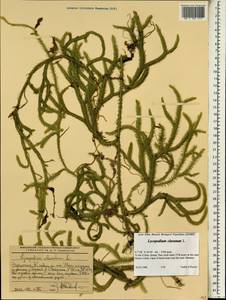 Lycopodium clavatum L., Africa (AFR) (Ethiopia)