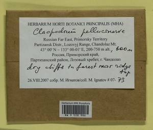 Claopodium pellucinerve (Mitt.) Best, Bryophytes, Bryophytes - Russian Far East (excl. Chukotka & Kamchatka) (B20) (Russia)