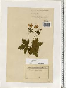 Geranium pratense L., Eastern Europe, North-Western region (E2) (Russia)