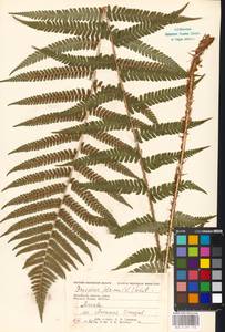 Dryopteris filix-mas (L.) Schott, Eastern Europe, Moscow region (E4a) (Russia)