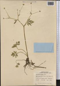 Ranunculus macounii Britton, America (AMER) (Canada)