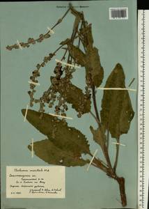 Verbascum marschallianum Ivanina & Tzvelev, Eastern Europe, Lower Volga region (E9) (Russia)