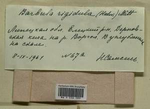 Didymodon rigidulus Hedw., Bryophytes, Bryophytes - Central forest-and-steppe region (B10) (Russia)