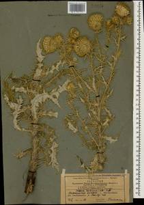 Cirsium echinus (M. Bieb.) Hand.-Mazz., Caucasus, Azerbaijan (K6) (Azerbaijan)
