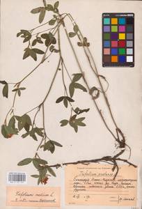 Trifolium medium L., Eastern Europe, Eastern region (E10) (Russia)