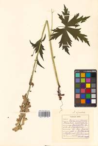 Aconitum ranunculoides subsp. ajanense (Steinb.) Vorosch., Siberia, Russian Far East (S6) (Russia)