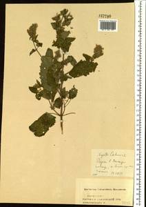 Nepeta cataria L., Eastern Europe, Central forest-and-steppe region (E6) (Russia)