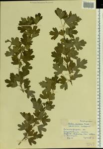 Ribes aureum Pursh, Eastern Europe, Lower Volga region (E9) (Russia)