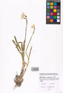 Leucojum vernum L., Eastern Europe, Moscow region (E4a) (Russia)