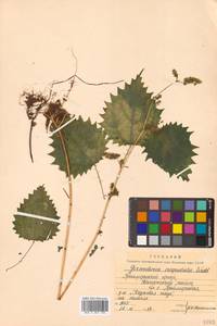 Laportea cuspidata (Wedd.) Friis, Siberia, Russian Far East (S6) (Russia)