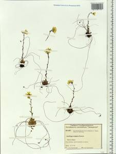 Saxifraga flagellaris subsp. setigera (Pursh) Tolm., Siberia, Central Siberia (S3) (Russia)