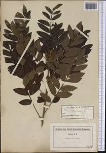 Rhus copallina L., America (AMER) (United States)