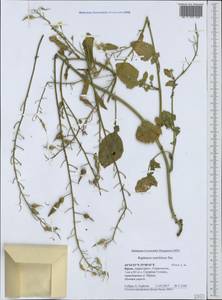 Raphanus raphanistrum subsp. landra (Moretti ex DC.) Bonnier & Layens, Crimea (KRYM) (Russia)