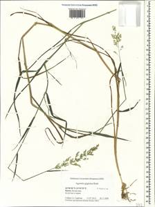 Agrostis gigantea Roth, Crimea (KRYM) (Russia)