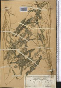Eragrostis cilianensis (All.) Janch., Middle Asia, Western Tian Shan & Karatau (M3) (Kazakhstan)