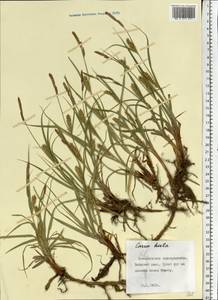 Carex hirta L., Eastern Europe, North-Western region (E2) (Russia)