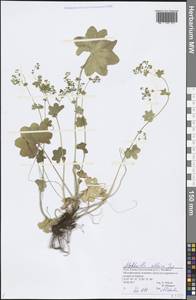 Alchemilla altaica Juz., Eastern Europe, Northern region (E1) (Russia)