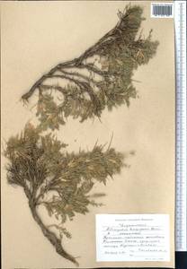 Astragalus lasiosemius Boiss., Middle Asia, Western Tian Shan & Karatau (M3) (Kyrgyzstan)
