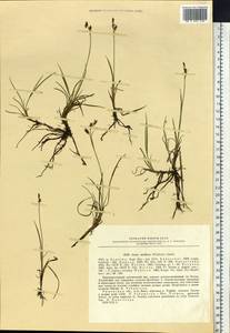 Carex rariflora (Wahlenb.) Sm., Siberia, Western Siberia (S1) (Russia)