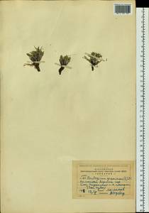 Arctogeron gramineum (L.) DC., Siberia, Altai & Sayany Mountains (S2) (Russia)