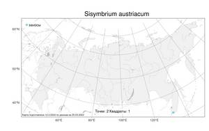 Sisymbrium austriacum Jacq., Atlas of the Russian Flora (FLORUS) (Russia)