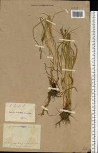 Carex hirta L., Eastern Europe, North Ukrainian region (E11) (Ukraine)