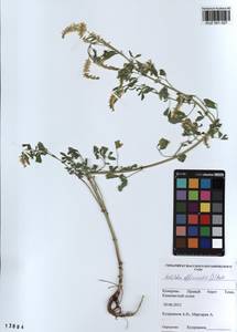 KUZ 001 027, Melilotus officinalis (L.)Pall., Siberia, Altai & Sayany Mountains (S2) (Russia)