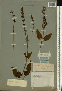 Salvia dumetorum Andrz. ex Besser, Eastern Europe, Middle Volga region (E8) (Russia)
