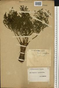 Ferula caspica M. Bieb., Eastern Europe, South Ukrainian region (E12) (Ukraine)