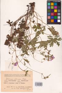 Geranium collinum Stephan ex Willd., Eastern Europe, Lower Volga region (E9) (Russia)