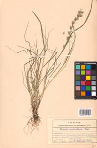 Lolium multiflorum Lam., Eastern Europe, Moscow region (E4a) (Russia)