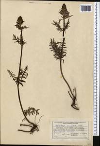 Pedicularis anthemifolia subsp. elatior (Regel) Tsoong, Middle Asia, Northern & Central Tian Shan (M4) (Kyrgyzstan)