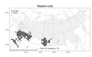Nepeta nuda L., Atlas of the Russian Flora (FLORUS) (Russia)