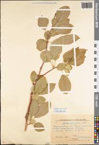 Malus sylvestris Mill., Eastern Europe, North Ukrainian region (E11) (Ukraine)