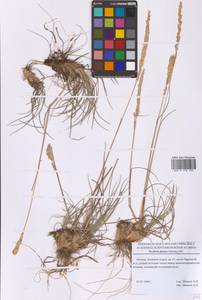 Koeleria glauca (Spreng.) DC., Eastern Europe, Moscow region (E4a) (Russia)