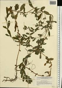 Teucrium scordium L., Eastern Europe, Central forest-and-steppe region (E6) (Russia)