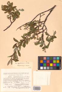 Salix saposhnikovii A. K. Skvortsov, Siberia, Altai & Sayany Mountains (S2) (Russia)