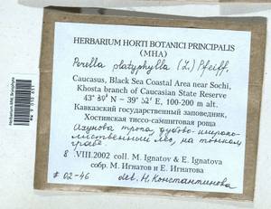 Porella platyphylla (L.) Pfeiff., Bryophytes, Bryophytes - North Caucasus & Ciscaucasia (B12) (Russia)